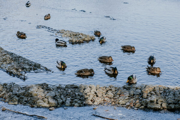 ESTRADA AZK 2026 Sąsiedzki spacer-25