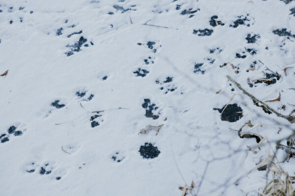 ESTRADA AZK 2026 Sąsiedzki spacer-44